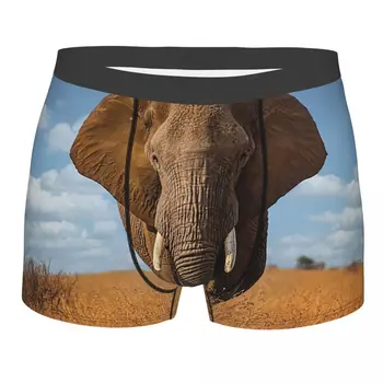 Africana De Elefantes No Parque Nacional De Kruger Homens Cuecas Boxer Respirável Engraçado Cueca De Impressão Shorts Presentes De Aniversário