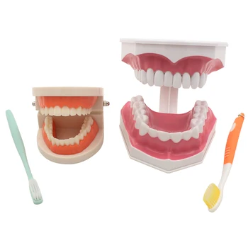 Padrão Dentário De Ensino Modelo De Estudo Sobre A Estrutura Oral, Dentes, Dentista Educacional Ferramenta De Demonstração Para Escovar Os Dentes